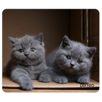 Perfeo Коврик для компьютерной мыши "Cat", Рис.34 (194*233*3 мм), полипропилен+вспененный пластик